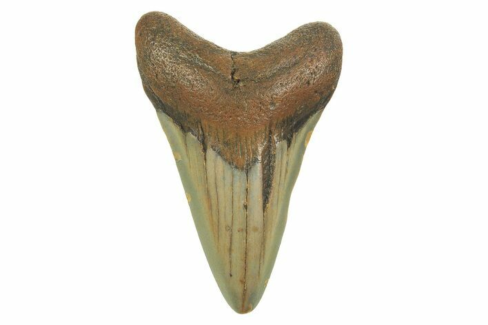Fossil Megalodon Tooth - North Carolina #298878